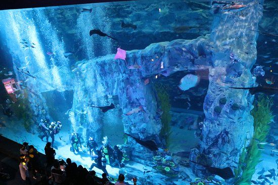 Lotte World Aquarium